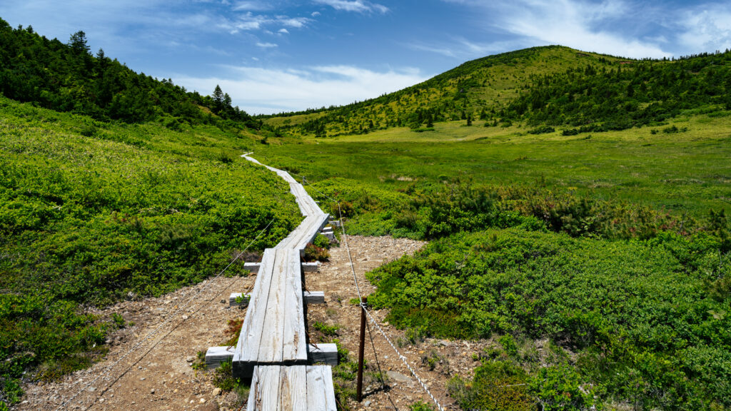 鎌沼木道