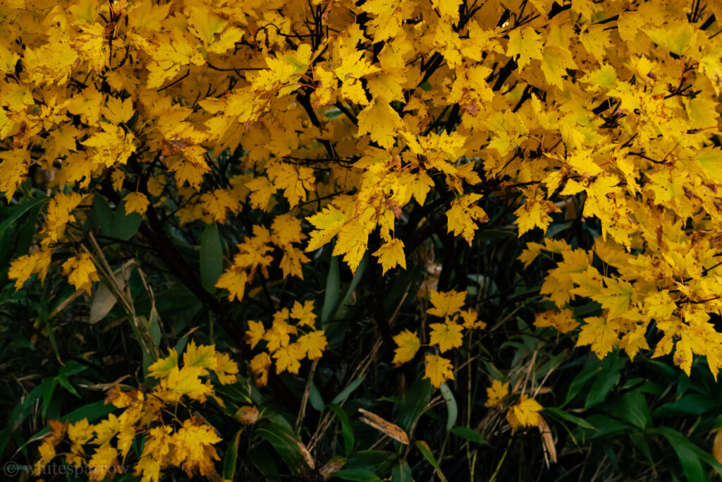 登山道脇の紅葉