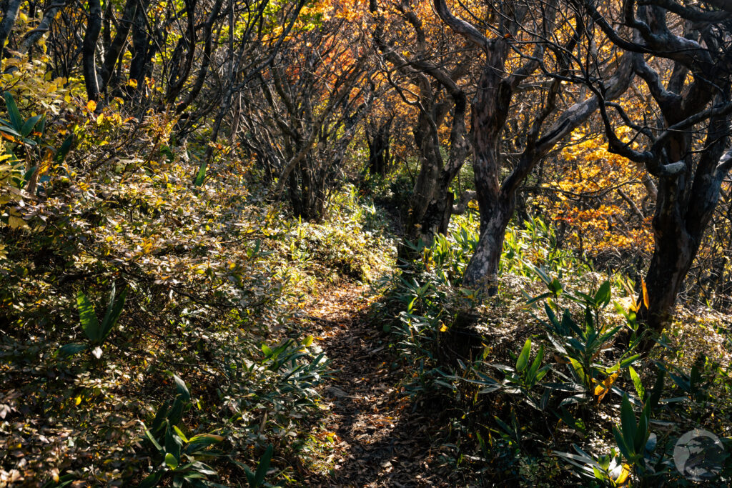 鬼面山北面林