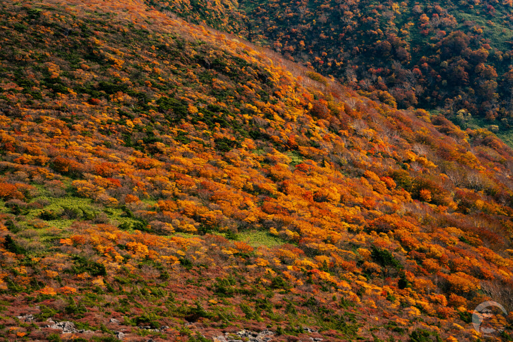 箕輪山紅葉アップ