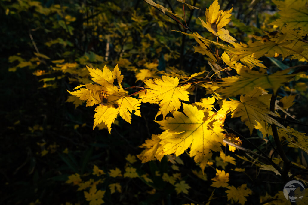 登山口の紅葉