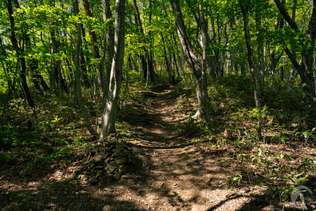 登山口すぐの山道