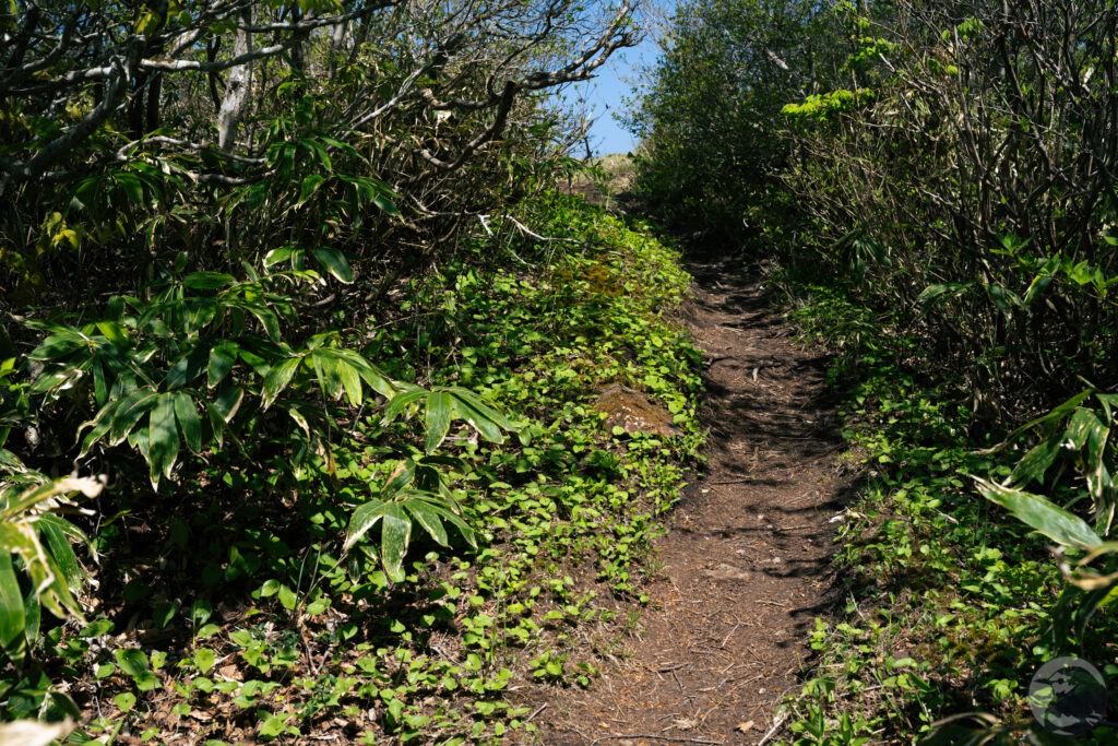 山頂手前
