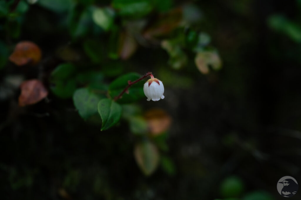 アカモノ