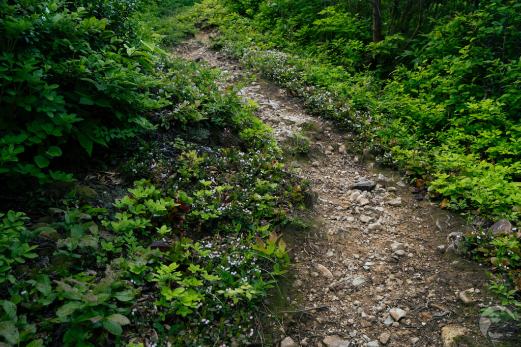 登山道わきのアカモノ