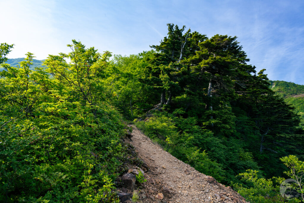 アルミはしごの先の登山道