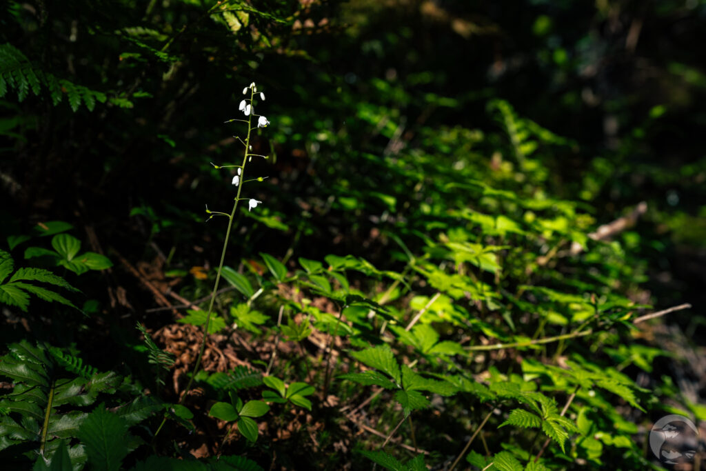 山道脇のオサバグサ
