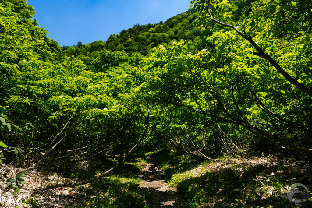 登山口への林