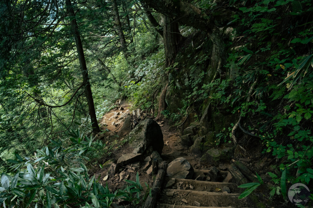 樹林帯下り