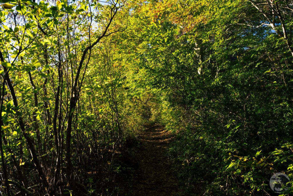 黄葉するブナ林