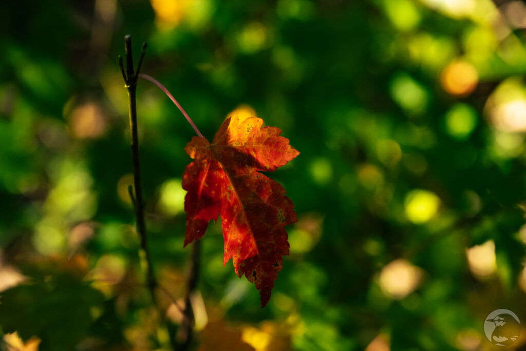 ミネカエデの紅葉