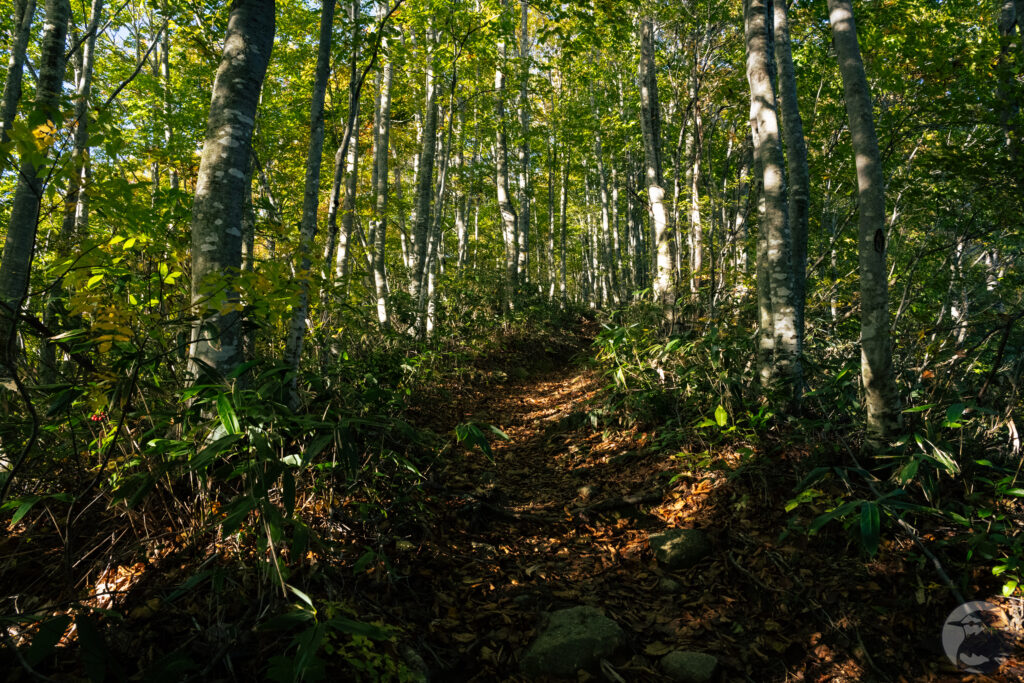 ブナ林登り