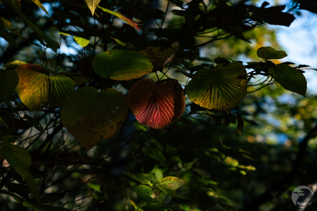 オオデマリ紅葉