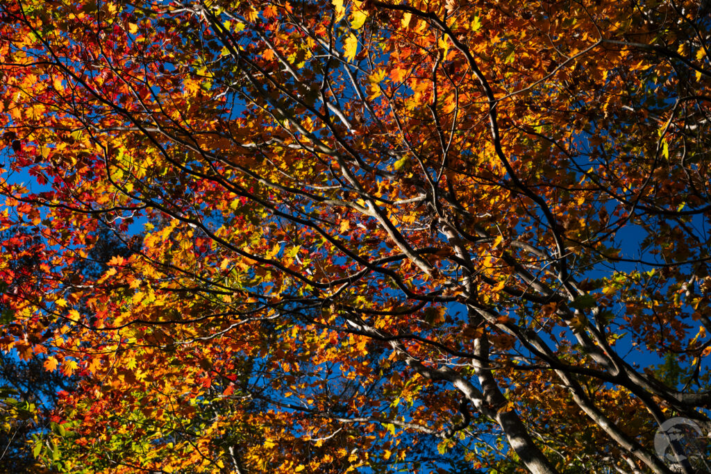 ハウチワカエデの巨木