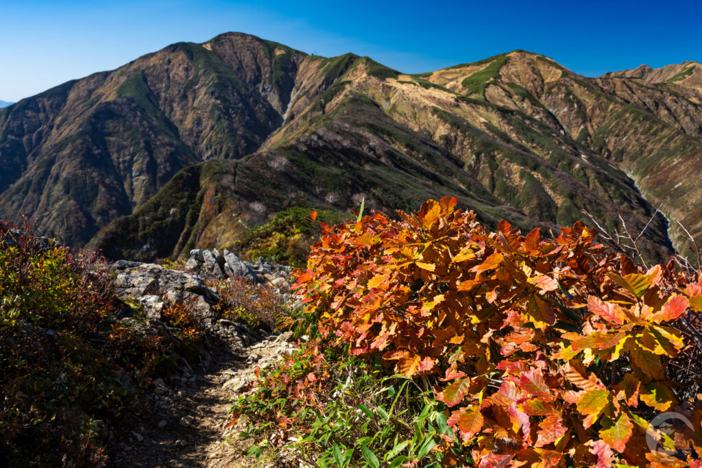 紅葉と大朝日岳