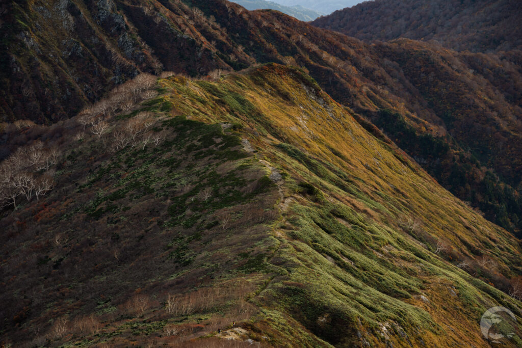 小朝日岳への道クローズアップ