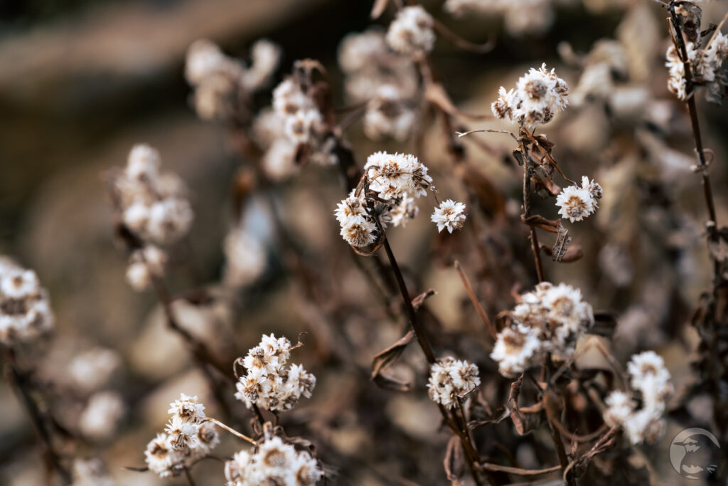 秋枯れヤマハハコ