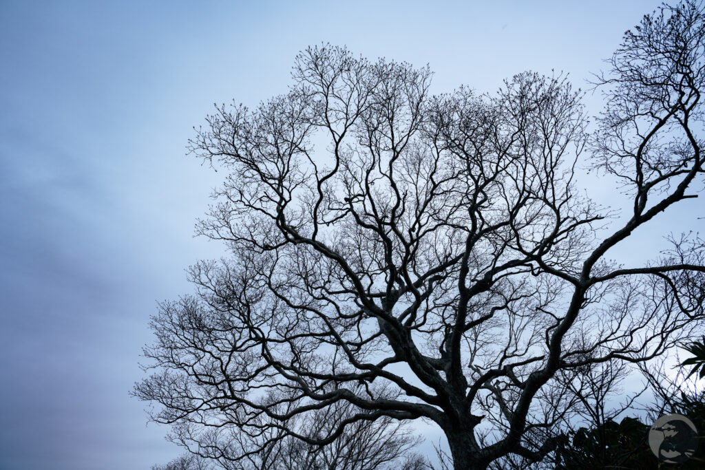 木のシルエット