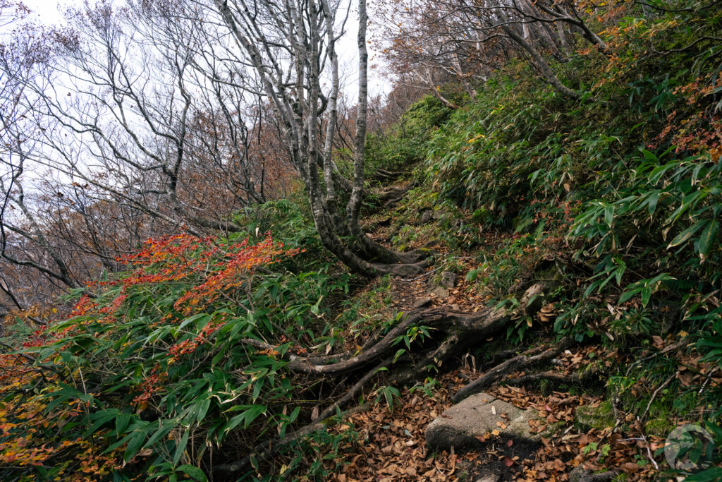 小朝日岳巻き道1