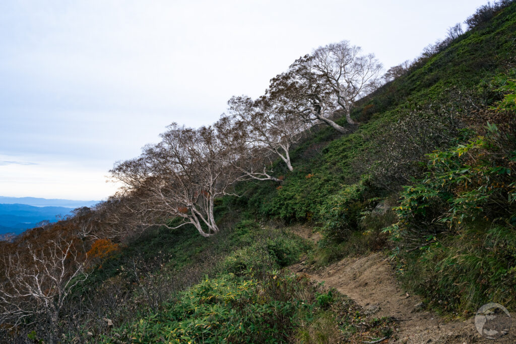 小朝日岳巻き道2