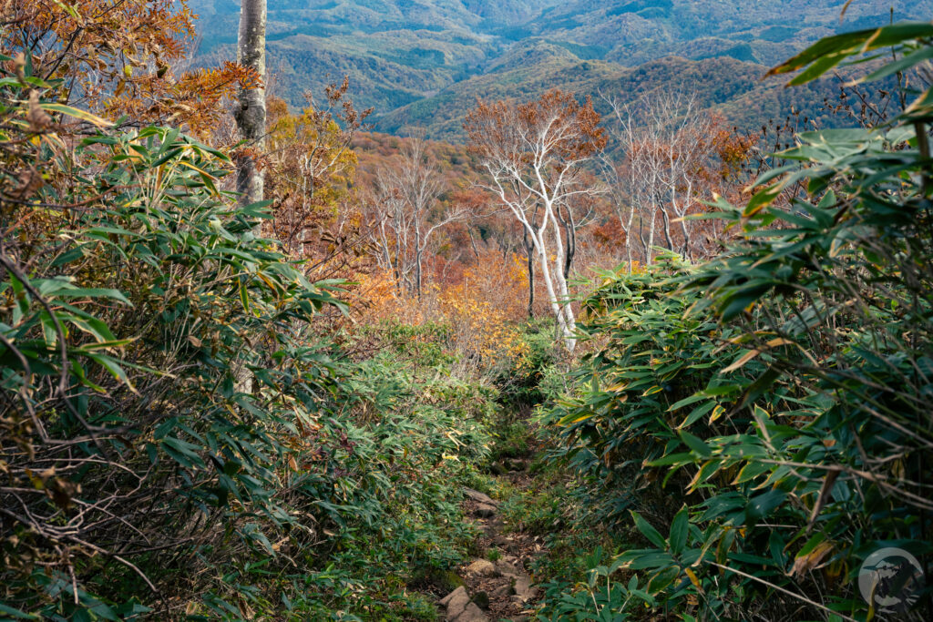 古寺山から樹林帯へ