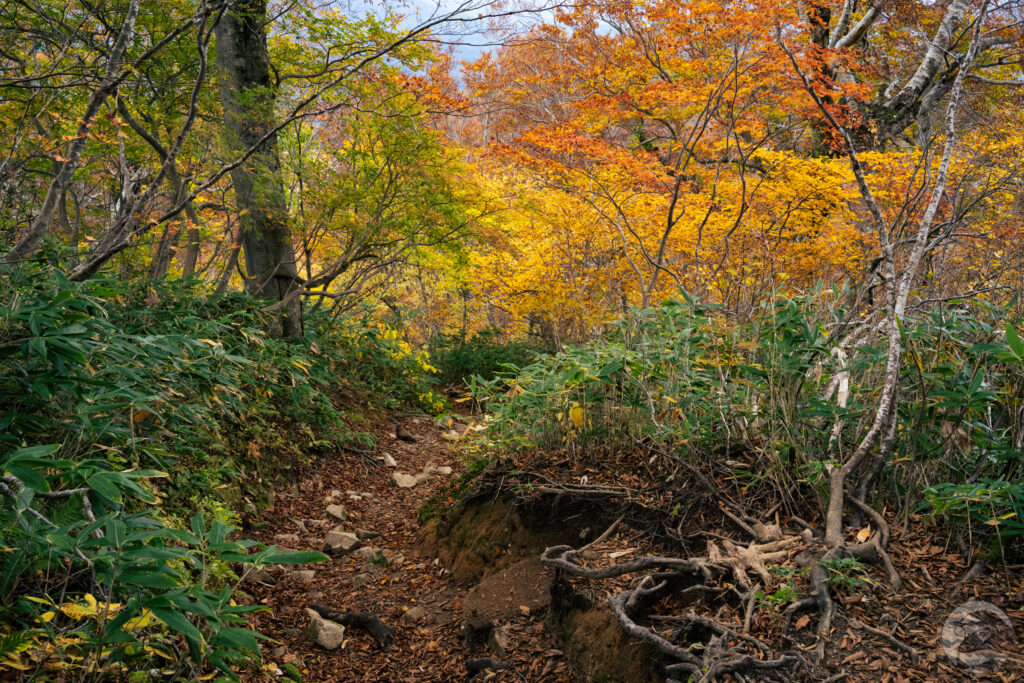 紅葉の樹林帯下り