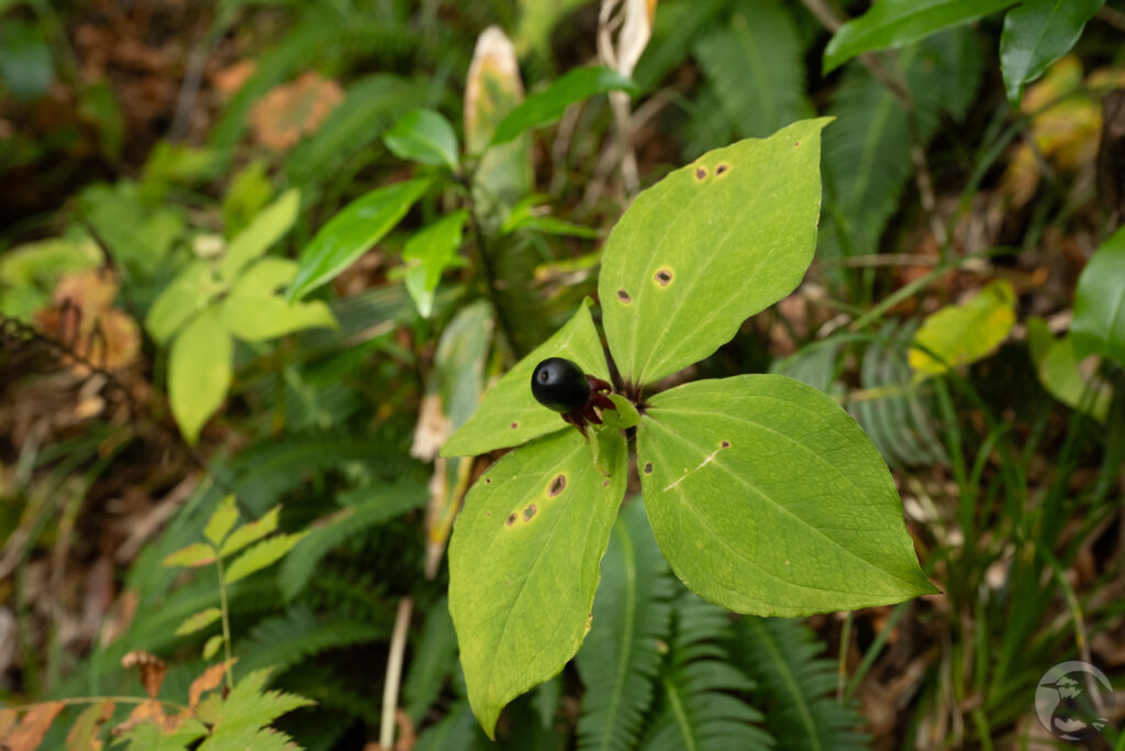 ツクバネソウの実