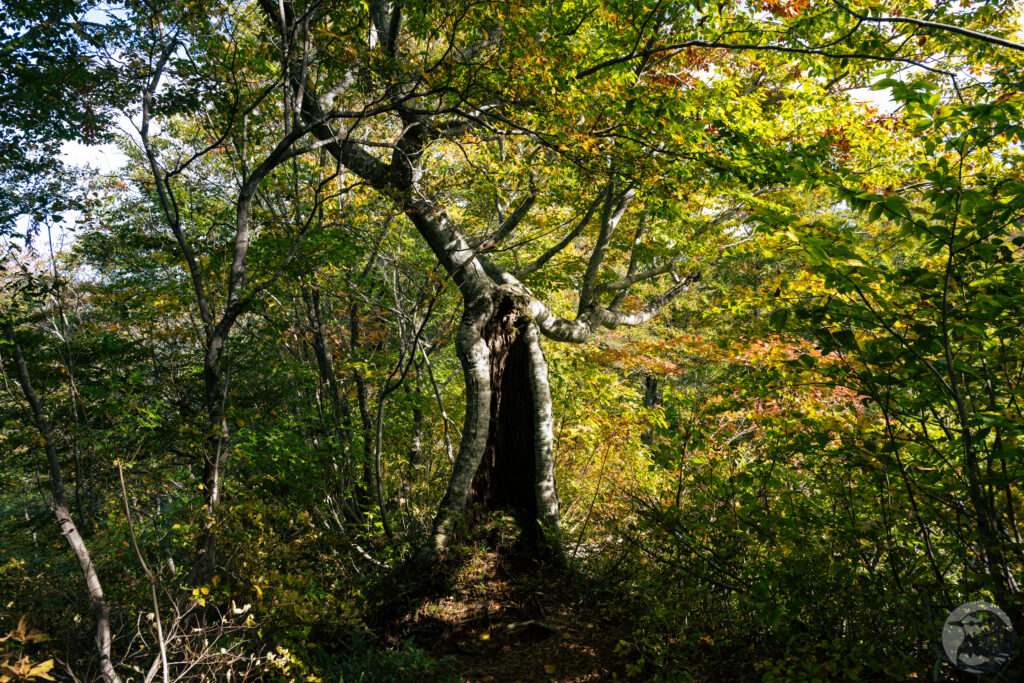 ブナの奇妙な木