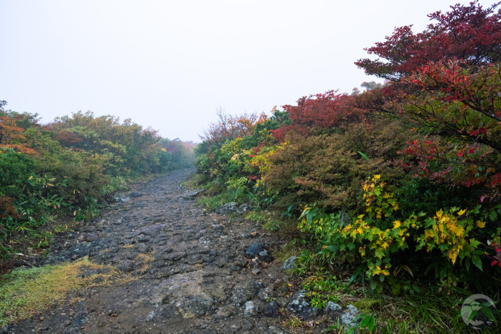 中央ルート前半部紅葉