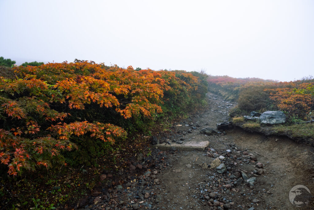 中央ルート平坦部
