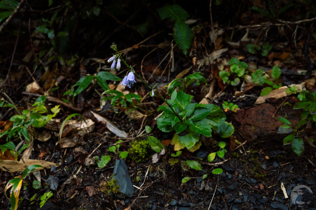 ツリガネニンジン