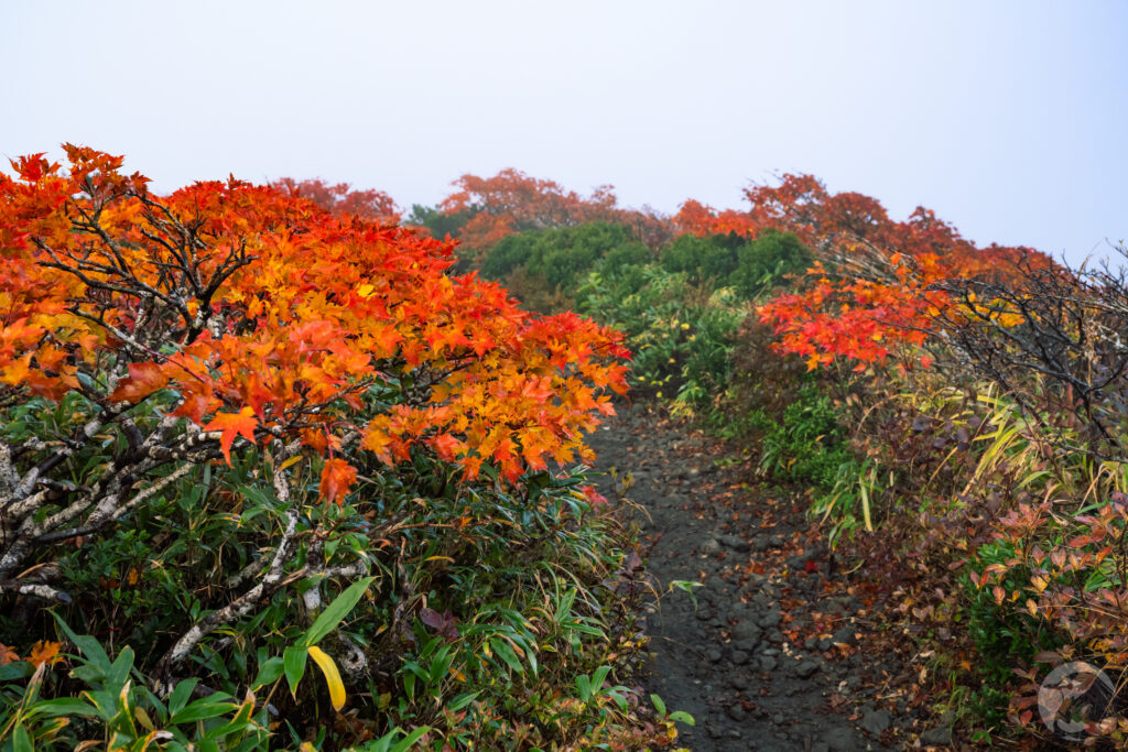 霧と紅葉