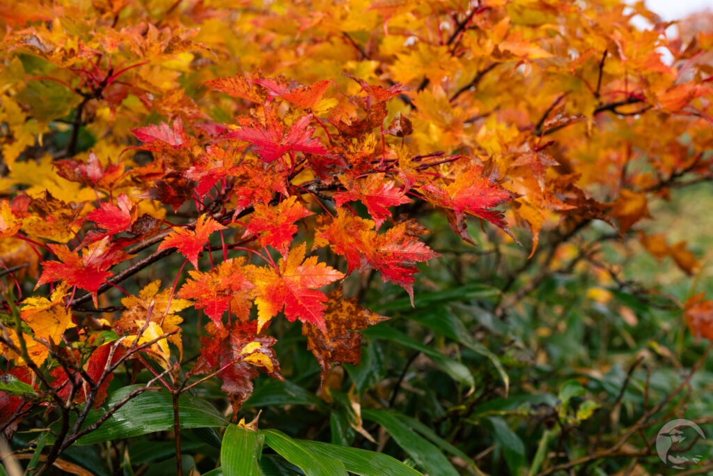 濡れた紅葉