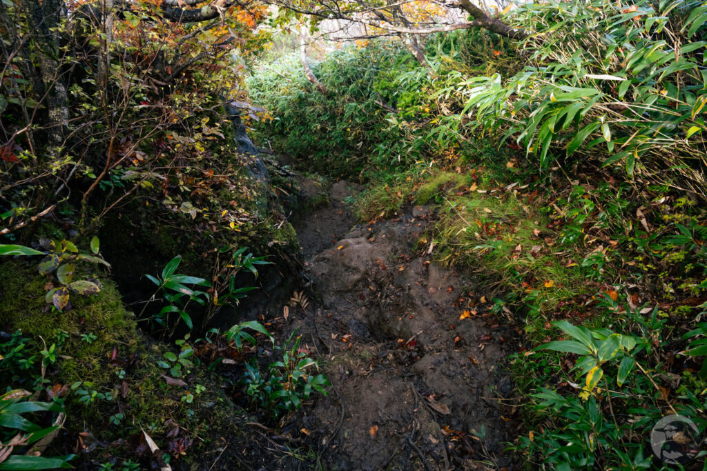 秣岳鞍部への下り