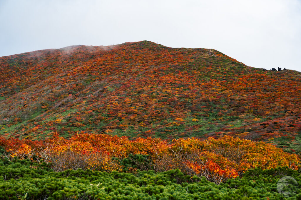 栗駒山北斜面