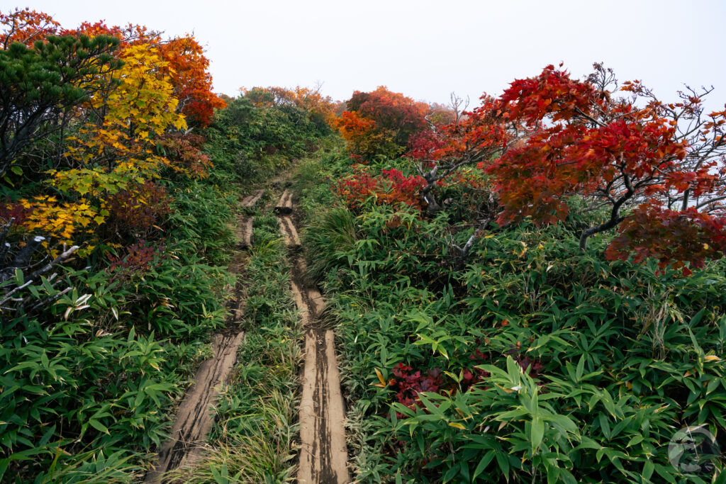 栗駒山復路木道