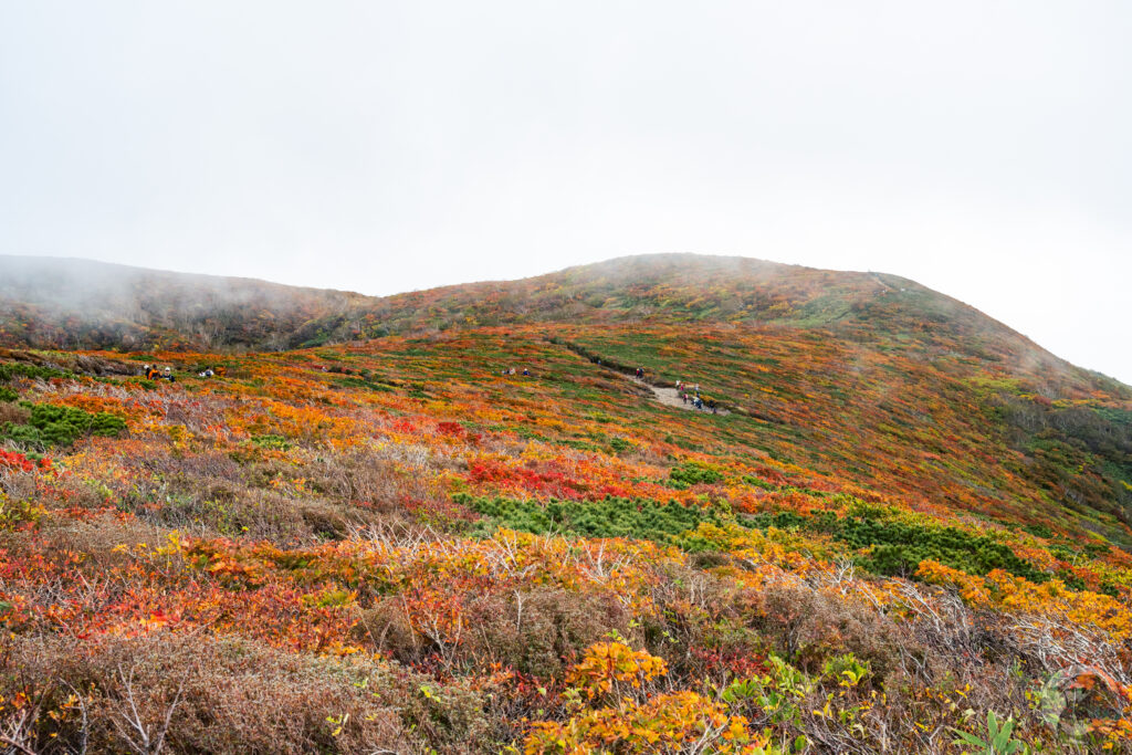 栗駒山南斜面紅葉