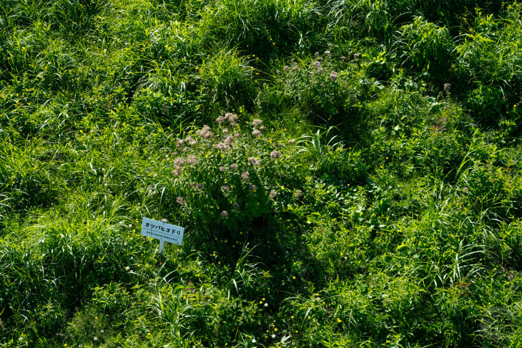 ヨツバヒヨドリ