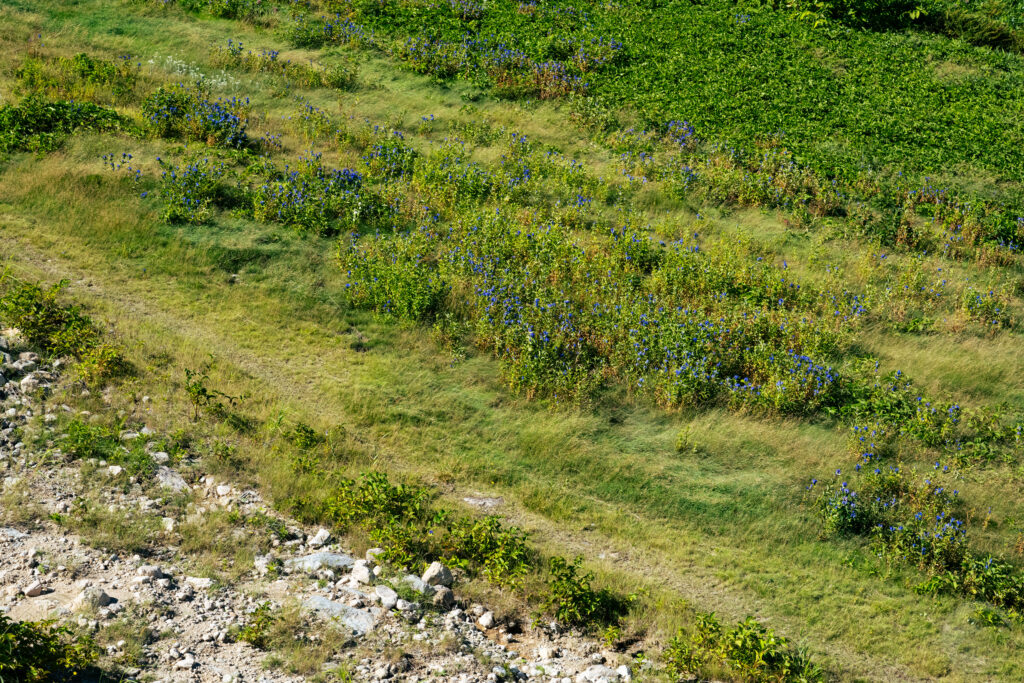 エゾオヤマリンドウ