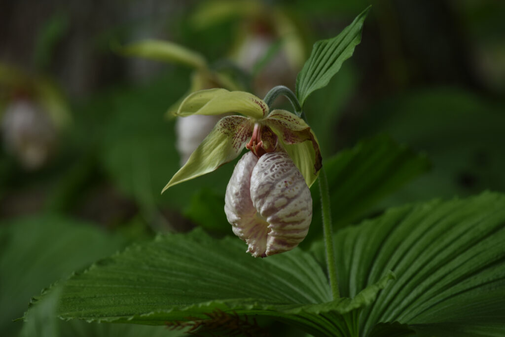 2018羽山の里クマガイソウ