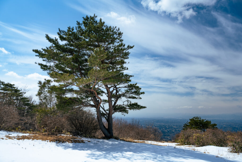 山頂松の木
