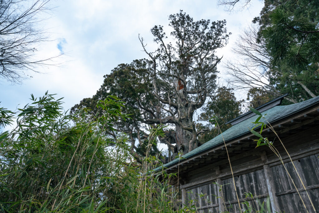 木幡の大杉