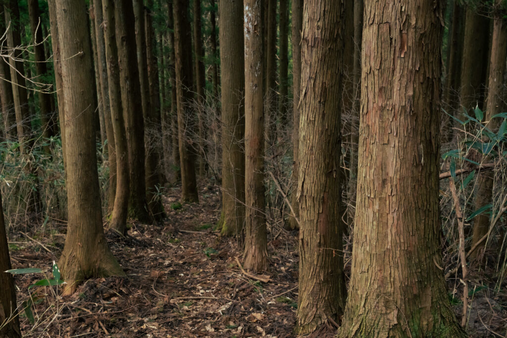 杉林1