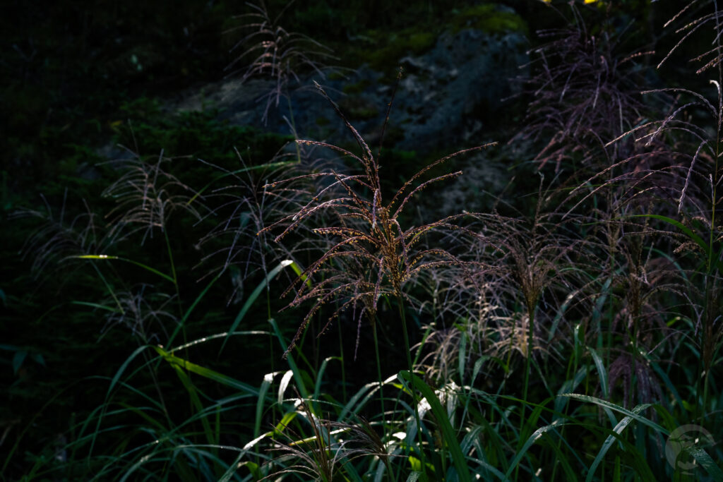 ススキの花