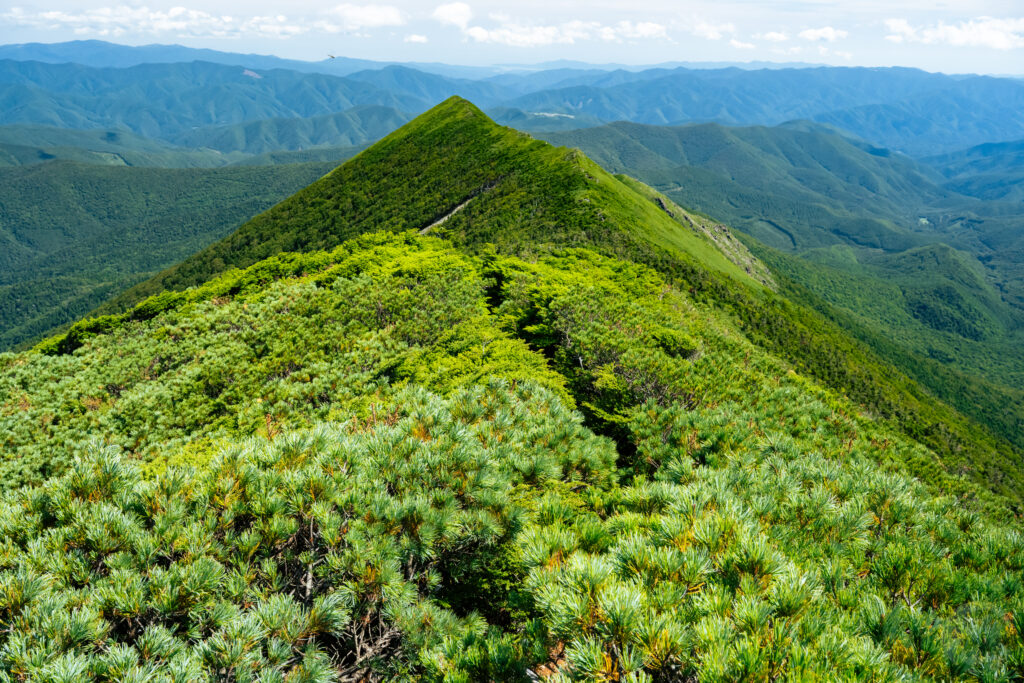 剣ヶ峰の樹林帯へ